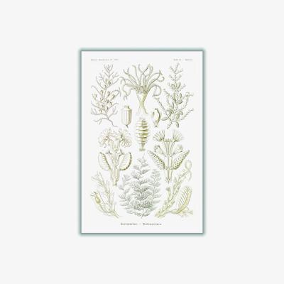 Wolf & Badger Neutrals Sertulariae-Reihenpolnpen By Ernst Haeckel Large Stanley Print House