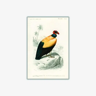 Wolf & Badger Yellow / Orange King Vulture Illustration Print Medium Stanley Print House