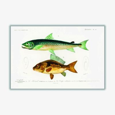Wolf & Badger Yellow / Orange Salmo Hamatus And Cyprinus Carpio A1 594 X 841Mm Stanley Print House