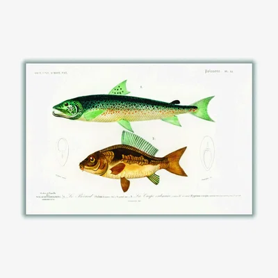 Wolf & Badger Yellow / Orange Salmo Hamatus And Cyprinus Carpio A1 594 X 841Mm Stanley Print House