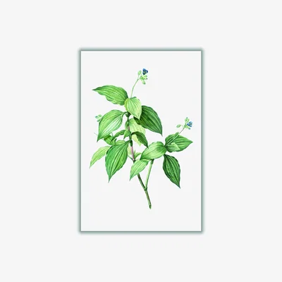 Wolf & Badger Green Vintage Botanical Plant A1 594 X 841Mm Stanley Print House