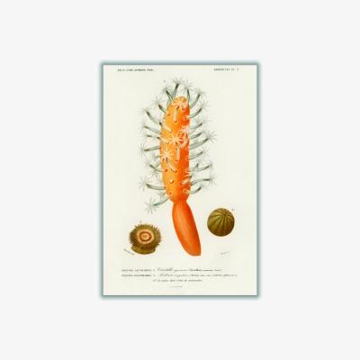 Wolf & Badger Yellow / Orange Veretillum Cynomorium, Sea Carrot, Actinia Effoeta, Sea Anemone A1 594 X 841Mm Stanley Print House
