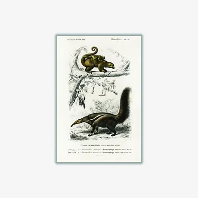 Wolf & Badger Brown Pygmy Anteater Large Stanley Print House