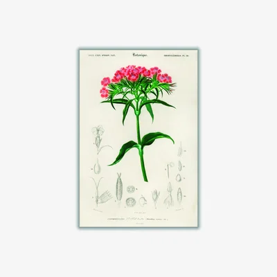Wolf & Badger Sweet William A2 420 X 594Mm Stanley Print House