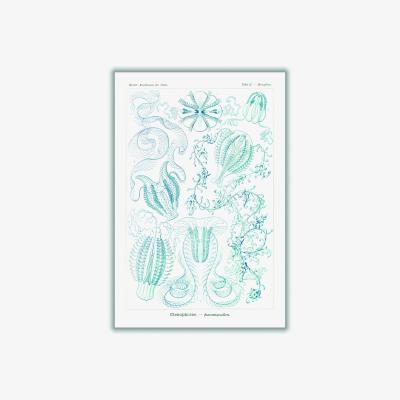 Wolf & Badger Blue Ctenophorae-Kammquallen By Ernst Haeckel A2 420 X 594Mm Stanley Print House