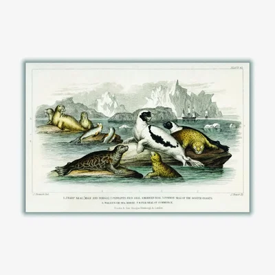Wolf & Badger Neutrals Various Types Of Seal A4 210 X 297Mm Stanley Print House