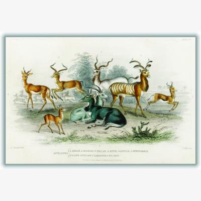 Wolf & Badger Antelopes By Oliver Goldsmith Multicolour A3 297 X 420Mm Stanley Print House