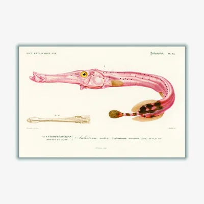 Wolf & Badger Rose Gold Aulostoma Maculatum Small Stanley Print House