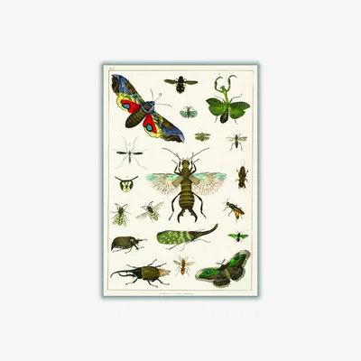 Wolf & Badger Various Insects A3 297 X 420Mm Stanley Print House