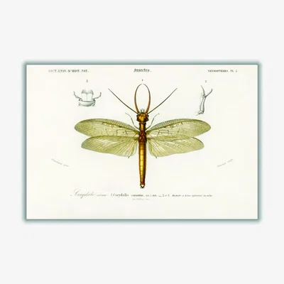 Wolf & Badger Green Eastern Dobsonfly A4 210 X 297Mm Stanley Print House