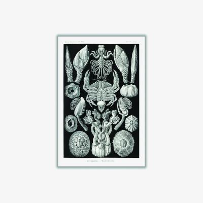 Wolf & Badger Grey Cirripedia-Rankenkreble By Ernst Haeckel Extra Large Stanley Print House