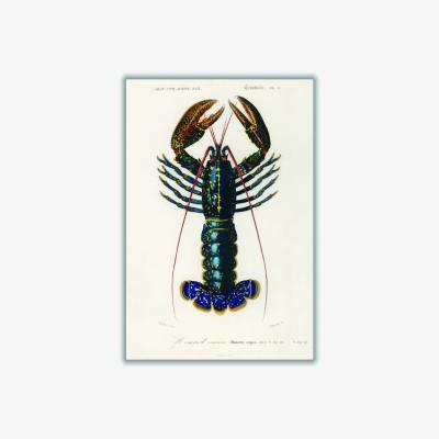 Wolf & Badger Crimson Crawfish I A3 297 X 420Mm Stanley Print House