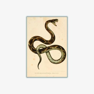 Wolf & Badger Brown Vintage Snake A4 210 X 297Mm Stanley Print House