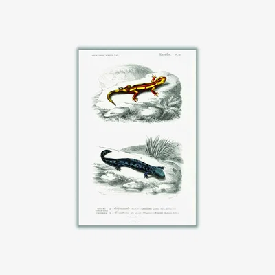 Wolf & Badger Natural History - Different Types Of Salamanders Large Stanley Print House