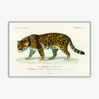 Wolf & Badger Gold Jaguar Xxs Stanley Print House