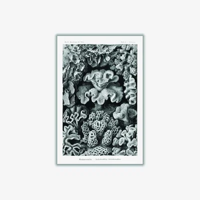 Wolf & Badger Grey Hexacoralla-Sechsstrahlige Sternkorallen Ii By Ernst Haeckel A1 594 X 841Mm Stanley Print House