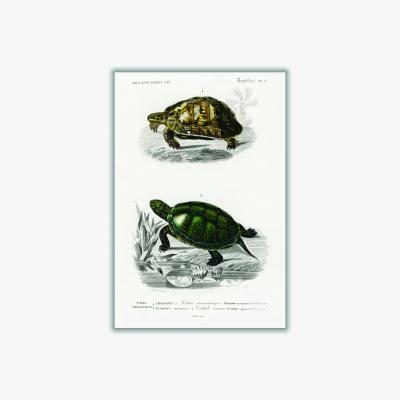 Wolf & Badger Tortoises & Pond Turtle A4 210 X 297Mm Stanley Print House