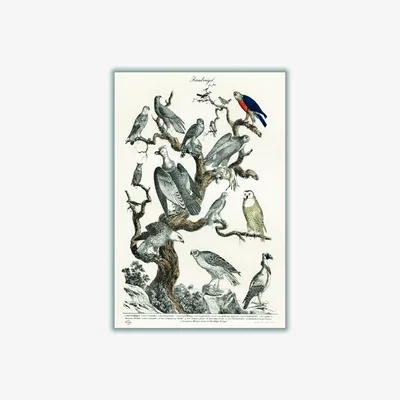 Wolf & Badger Grey Birds Of Prey A4 210 X 297Mm Stanley Print House