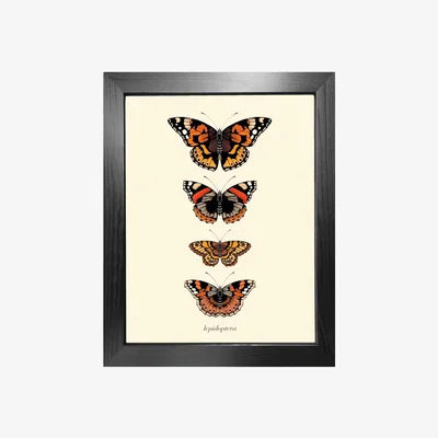 Wolf & Badger Gold 'Antique British Butterflies Iv' Fine Art Print A3 Emily Carter