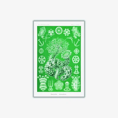Wolf & Badger Green Thuroidea-Gurkensterne By Ernst Haeckel A4 210 X 297Mm Stanley Print House