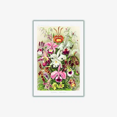 Wolf & Badger Orchideae-Denusblumen By Ernst Haeckel Small Stanley Print House