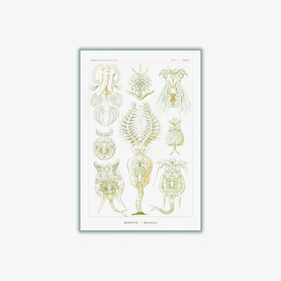 Wolf & Badger Neutrals Rotatoria-Rädertiere By Ernst Haeckel A3 297 X 420Mm Stanley Print House