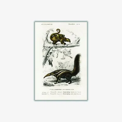 Wolf & Badger Brown Pygmy Anteater Medium Stanley Print House