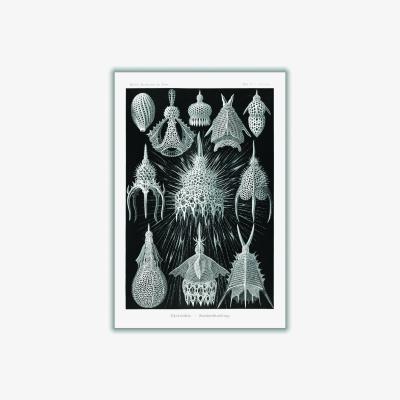 Wolf & Badger Grey Crytoidea-Flaschenstrahlinge By Ernst Haeckel A3 297 X 420Mm Stanley Print House