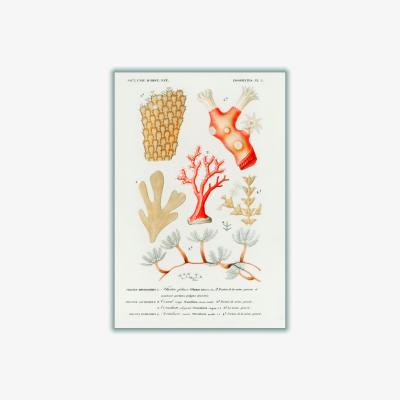 Wolf & Badger Rose Gold Natural History Different Types Of Corals Medium Stanley Print House