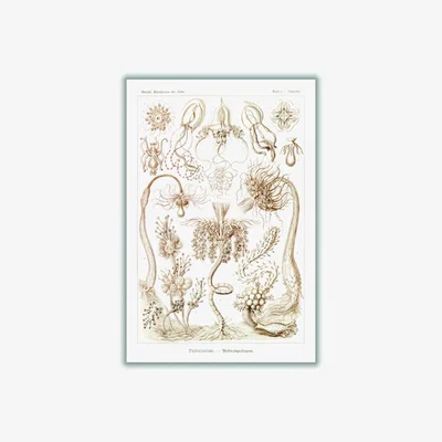 Wolf & Badger Rose Gold Diatomea-Schachtellinge I By Ernst Haeckel A4 210 X 297Mm Stanley Print House