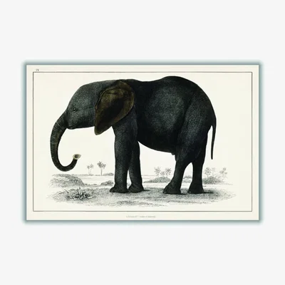Wolf & Badger A Portrait Of A Dark Grey Elephant A1 594 X 841Mm Stanley Print House