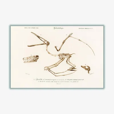 Wolf & Badger Neutrals Pterosaur A2 420 X 594Mm Stanley Print House
