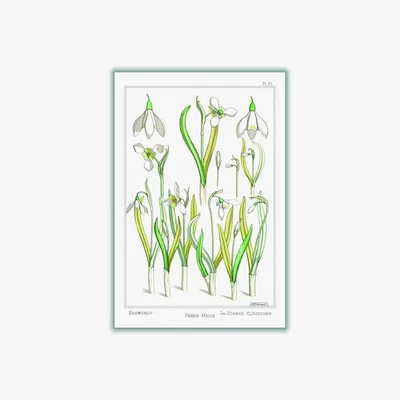 Wolf & Badger Green Perca Fluviatilis & Gymnocephalus A2 420 X 594Mm Stanley Print House