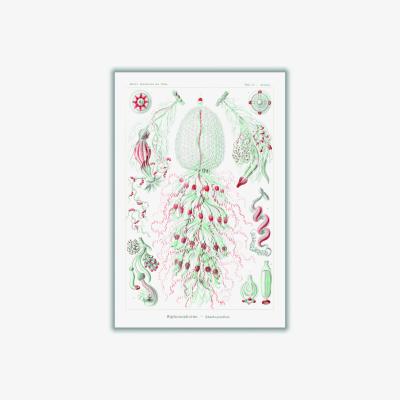 Wolf & Badger Red Siphonophorae-Staatsquallen Iiii By Ernst Haeckel A4 210 X 297Mm Stanley Print House