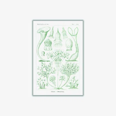 Wolf & Badger Green Ciliata-Wimperlinge By Ernst Haeckel A3 297 X 420Mm Stanley Print House