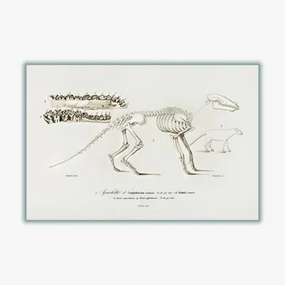 Wolf & Badger Ungulate Neutrals Large Stanley Print House