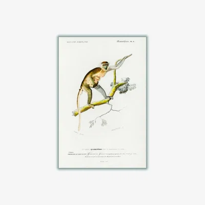 Wolf & Badger Brown Cercopithecus Griseus Print A3 297 X 420Mm Stanley Print House