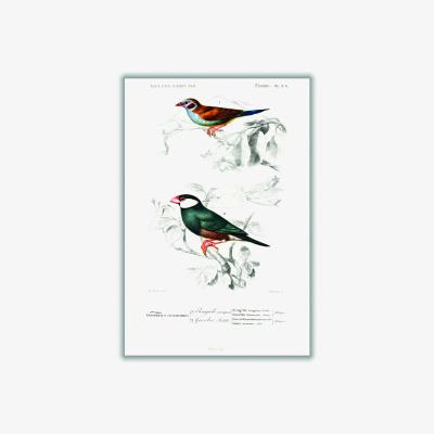Wolf & Badger Red-Cheeked Cordonbleuand Java Sparrow Extra Large Stanley Print House