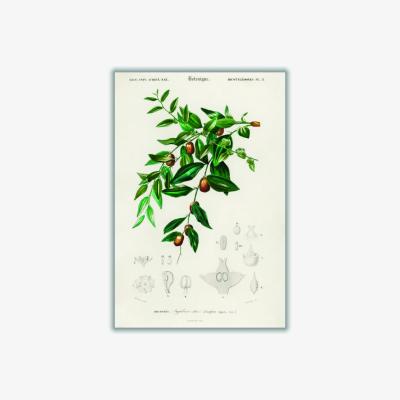 Wolf & Badger Jujube Red Date By Charles Dessalines D Orbigny Green A2 420 X 594Mm Stanley Print House