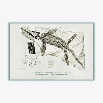 Wolf & Badger Neutrals Chthyosaurus A2 420 X 594Mm Stanley Print House