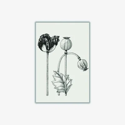 Wolf & Badger Neutrals Vintage Poppy Plant A1 594 X 841Mm Stanley Print House