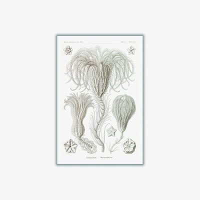 Wolf & Badger Neutrals Crinoidea-Palmensterne By Ernst Haeckel A3 297 X 420Mm Stanley Print House