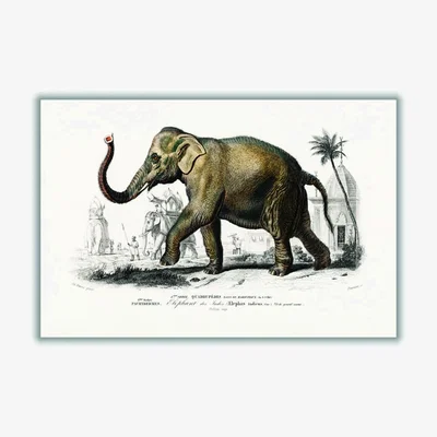 Wolf & Badger Brown Asiatic Elephant Medium Stanley Print House
