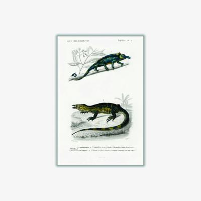 Wolf & Badger Blue Two-Horned Chameleon A1 594 X 841Mm Stanley Print House