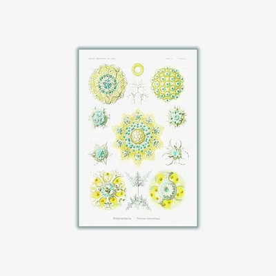Wolf & Badger Yellow / Orange Polycyttaria-Vereins-Strahlinge By Ernst Haeckel A2 420 X 594Mm Stanley Print House