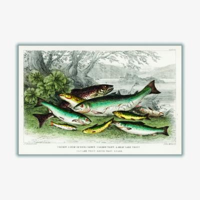 Wolf & Badger Various Fish Xxs Stanley Print House