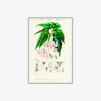 Wolf & Badger Green Begonia Xxs Stanley Print House