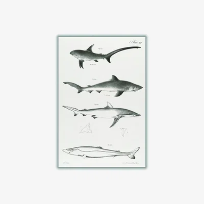 Wolf & Badger Grey Various Sharks Xxs Stanley Print House