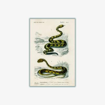 Wolf & Badger Rattlesnake Green Xxs Stanley Print House