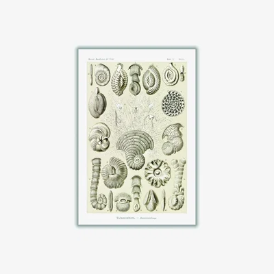 Wolf & Badger Neutrals Talamophora-Kammerlinge By Ernst Haeckel A3 297 X 420Mm Stanley Print House